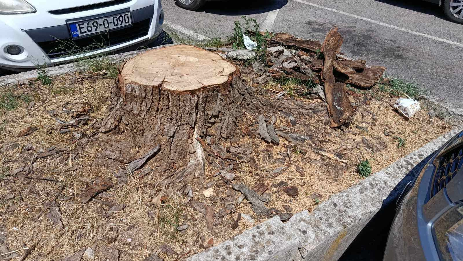 ĆELOPEK UMJESTO HLADOVINE Nebriga i nestručnost uništiše mostarsko zelenilo